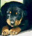 bb chiot